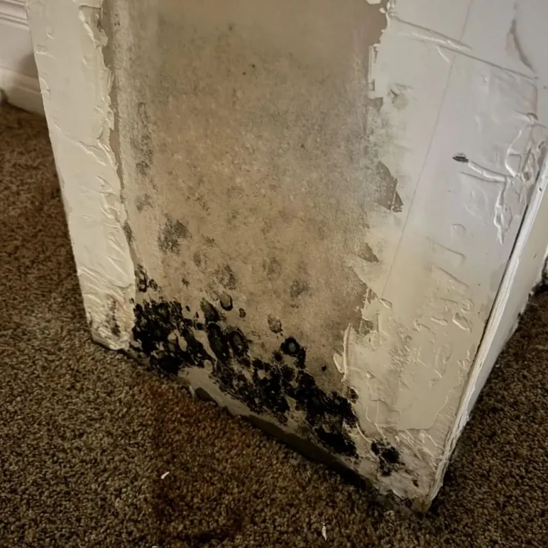 Professional Mold Removal in Stillwater, OK